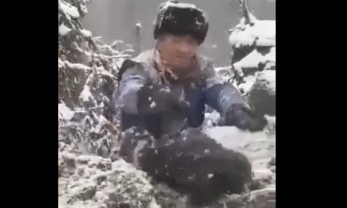 Pui de urs scoși din bârlog