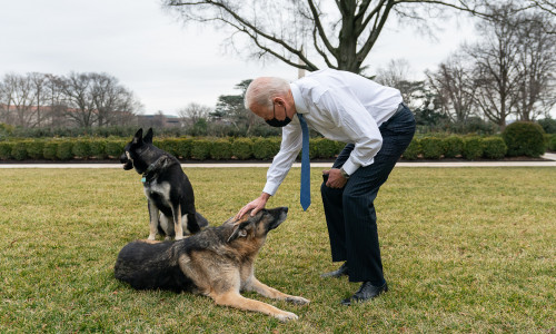 Joe Biden câini