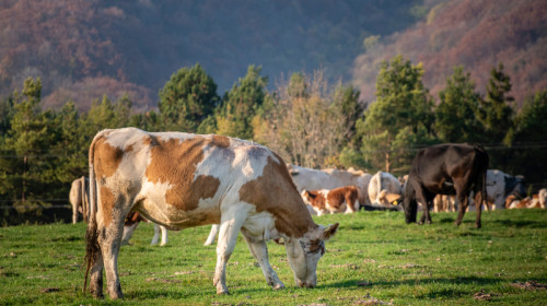 Vaci, bovine, boi, pășune, animale