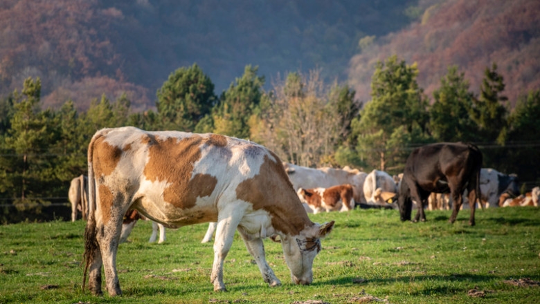 Vaci, bovine, boi, pășune, animale