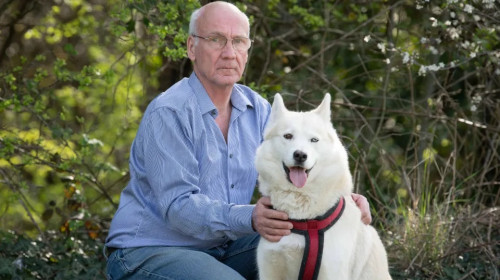 Câine Husky