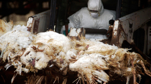 Păsări cu gripă aviară, sacrificate de focar de infecție, H5N8
