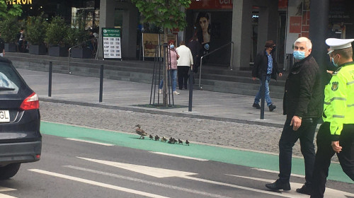 Rățuște escortate de Poliție în Cluj