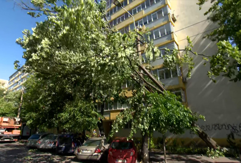 Copac aplecat de vânt, aproape căzut prăbușit