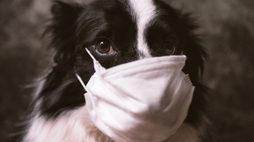 Câine, animal cu mască de COVID-19, SARS-CoV-2 coronavirus