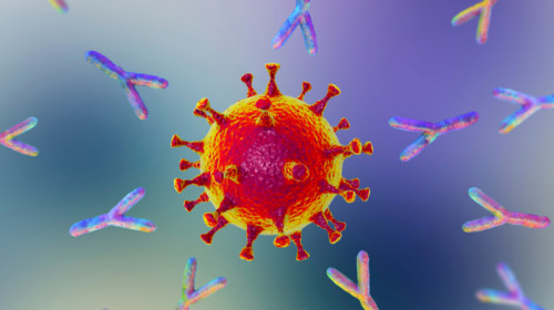 Anticorpi de coronavirus, COVID-19, SARS-CoV-2