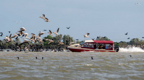 Șalupă barcă intră într-un stol de pelicani din Delta Dunării