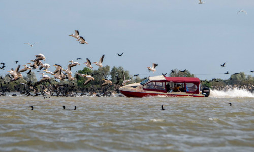 Șalupă barcă intră într-un stol de pelicani din Delta Dunării