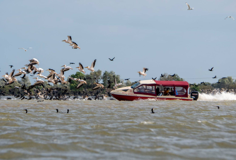 Șalupă barcă intră într-un stol de pelicani din Delta Dunării