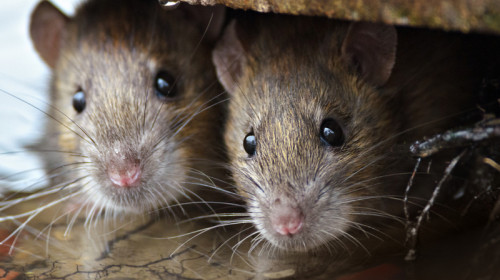Șobolani, rozătoare, șoareci