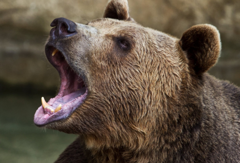 Atac de urs, animal feroce