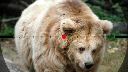 Vânătoare de urși, urs la țintă de pușcă de vânător