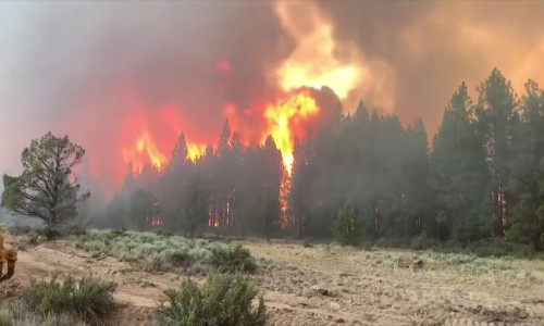 Incendii de pădure, foc, flăcări în pomi