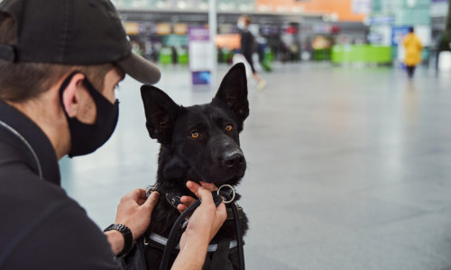 Câine dresat să miroasă coronavirus, COVID-19, SARS-CoV-2 pe aeroport, la bagaje de curse aeriene cu avioane, aeronave și pasageri infectați