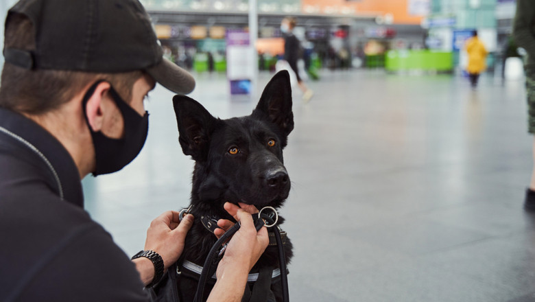 Câine dresat să miroasă coronavirus, COVID-19, SARS-CoV-2 pe aeroport, la bagaje de curse aeriene cu avioane, aeronave și pasageri infectați