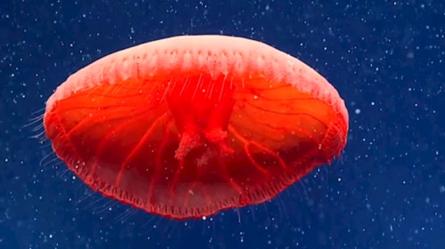 Meduză roșie în Oceanul Atlantic