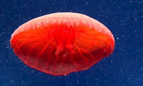 Meduză roșie în Oceanul Atlantic