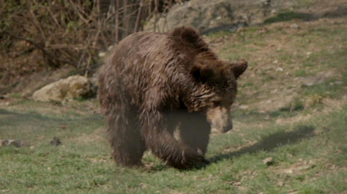 Urs în pădure