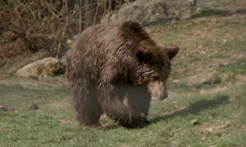 Urs în pădure