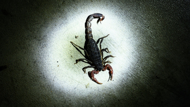scorpion-profimedia