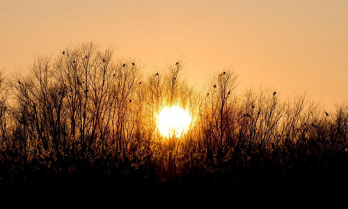 Sunset landscape from Vacaresti Natural Park in Bucharest Romania. Bird's silhouettes on the branches of a tree at sunset.