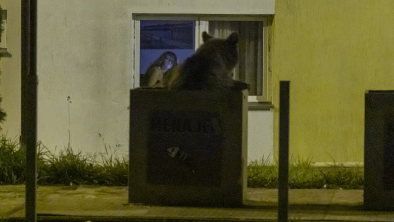 un urs care cauta in gunoi este privit pe ferestra unui bloc de o tanara, la predeal