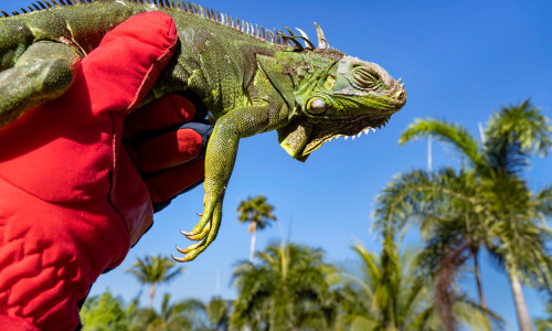 Falling Iguana