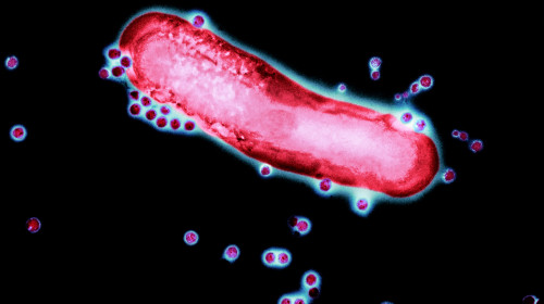 Adenovirus particles and bacterium, TEM