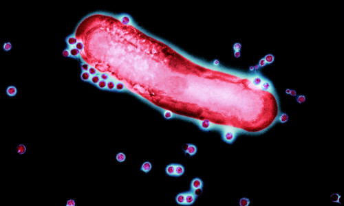 Adenovirus particles and bacterium, TEM