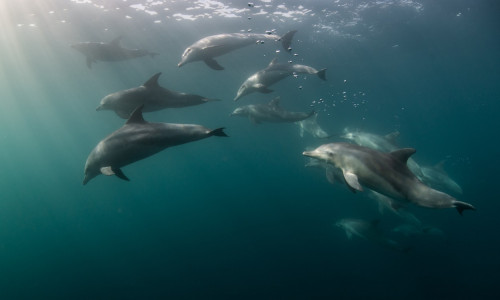 Bottlenose dolphins