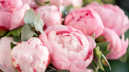Close-up,Of,Flowers,Pink,Peonies,.,Beautiful,Peony,Flower,For