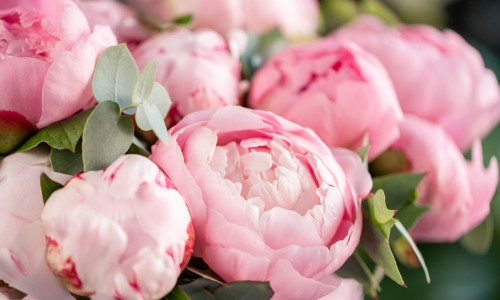 Close-up,Of,Flowers,Pink,Peonies,.,Beautiful,Peony,Flower,For