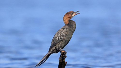 Pygmy Cormorant perched on a stump in the Danube Delta Romania