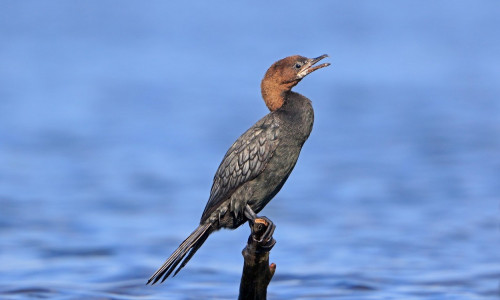 Pygmy Cormorant perched on a stump in the Danube Delta Romania