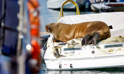 morsa freya profimedia-0709765572