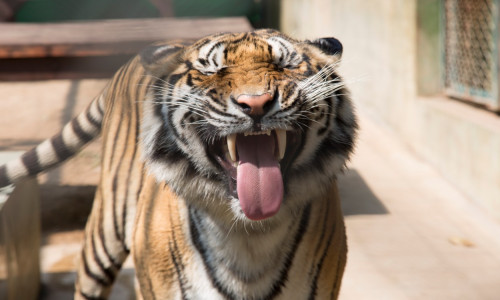 Tiger snarling, Chiang Mai, Thailand