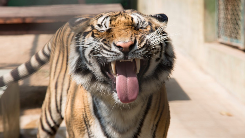 Tiger snarling, Chiang Mai, Thailand