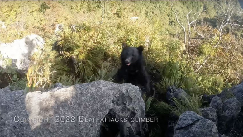 urs ataca alpinist