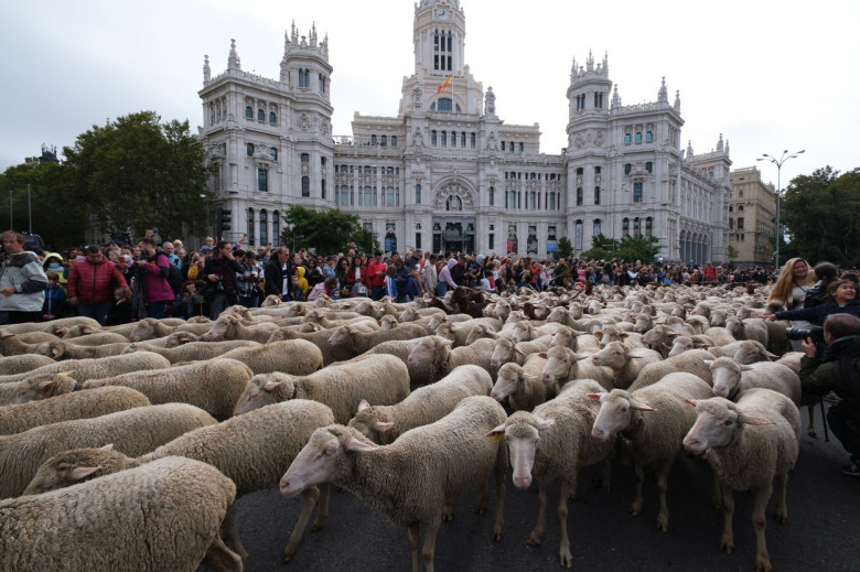 Oile au ocupat străzile orașului Madrid/ Profimedia
