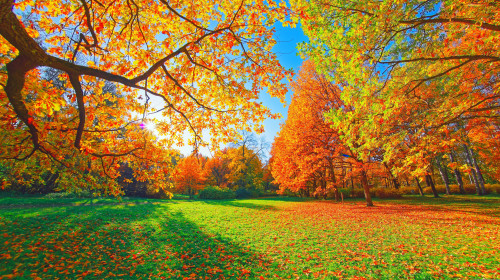 Autumn,Forest,Path.,Orange,Color,Tree,,Red,Brown,Maple,Leaves