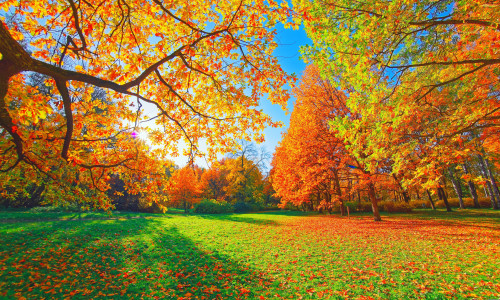 Autumn,Forest,Path.,Orange,Color,Tree,,Red,Brown,Maple,Leaves