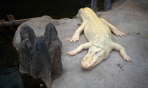 Un bărbat a fost prins în timp ce transporta un aligator albinos viu/ Shutterstock