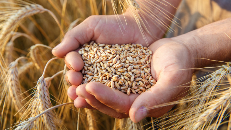 Rusia îşi suspendă participarea la acordul asupra exporturilor de cereale ucrainene