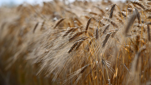 Erfurt, Germany. 26th June, 2022. The Russian war of aggression in Ukraine is threatening food security worldwide. As a result of ports blocked by Russia, important products - above all grain - cannot be exported for months. This could now change. Credit: