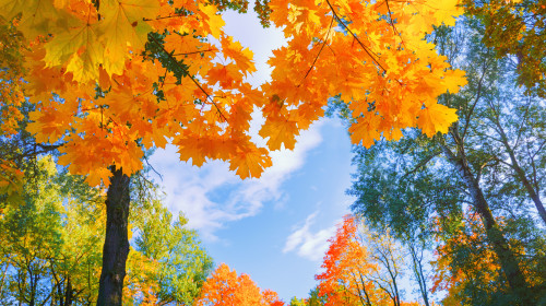 Autumn,Background,Landscape.,Yellow,Color,Tree,,Red,Orange,Foliage,In