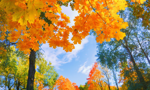 Autumn,Background,Landscape.,Yellow,Color,Tree,,Red,Orange,Foliage,In