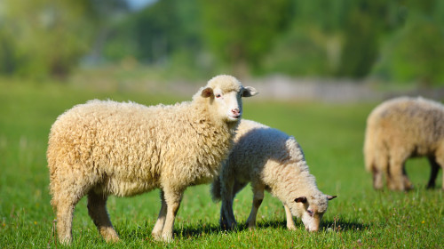 Doi tineri au fost acuzați că i-au furat trei oi lui Gigi Becali/ Shutterstock