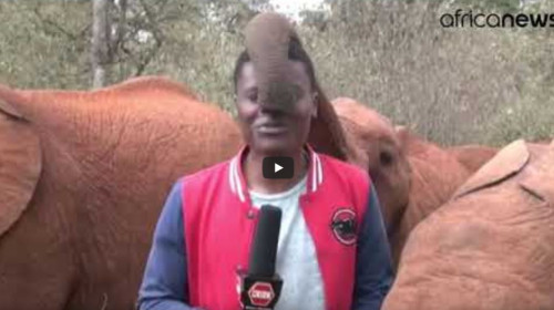 reporter elefant