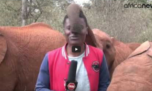 reporter elefant