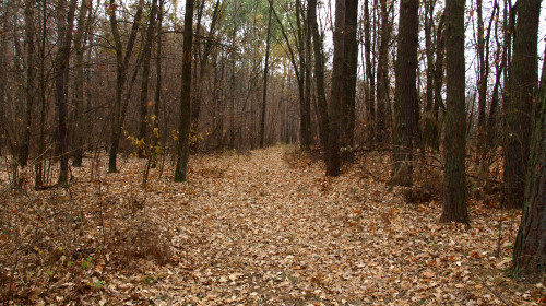 Dull,,Bleak,And,Deserted,Forest,In,Late,Autumn.,Fall,Forest